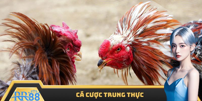 Cá cược đá gà có kết quả và trả thưởng trung thực