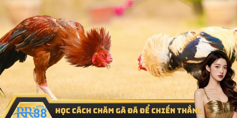 Cách chăm gà đá là nền tảng để chiến kê chiến thắng