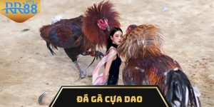 đá gà cựa dao