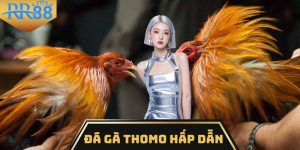 Đá gà Thomo
