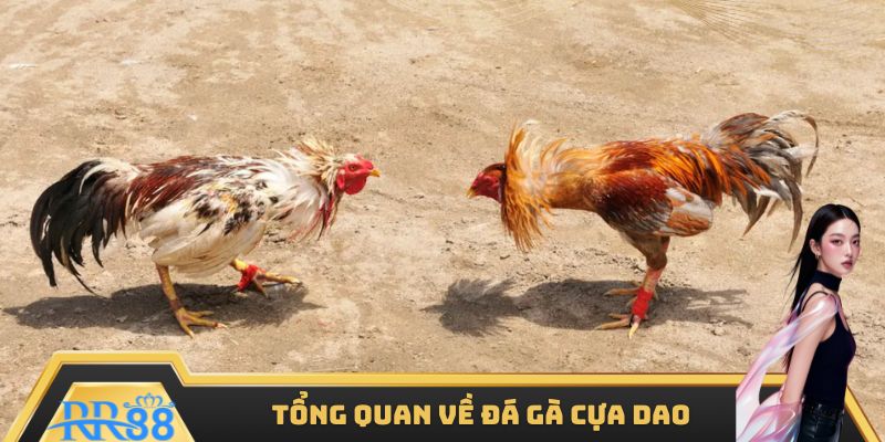 Khám phá tổng quan về loại hình đá gà cựa dao