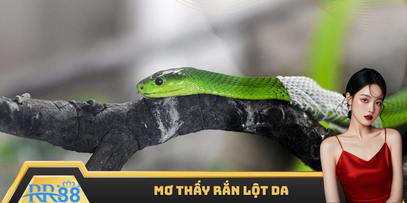 Mộng cảnh thấy rắn lột da