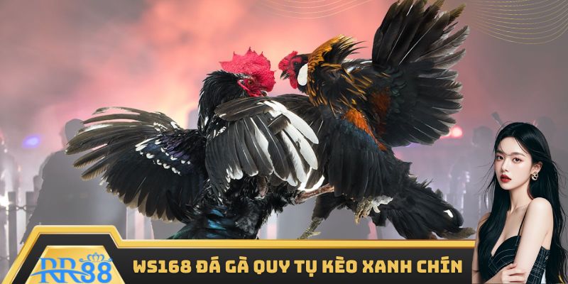 Sảnh có kèo xanh chín thưởng đến 1:8