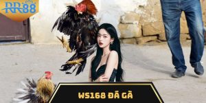 WS168 đá gà